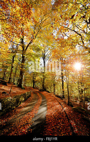 Italien-Kampanien-Herbst in Monti del Matese Piana Delle Pesche Stockfoto