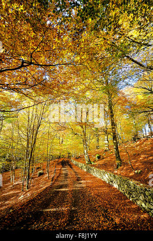 Italien-Kampanien-Herbst in Monti del Matese Piana Delle Pesche Stockfoto