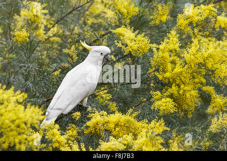 Weiße Kakadu (Cacatua Alba) sitzt in einem Baum umgeben gelbe Blüten, Brisbane, Queensland, Australien Stockfoto