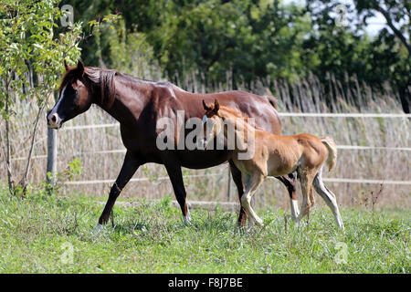 Stute und Fohlen Galopp sind zusammen auf der Wiese Stockfoto