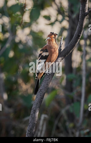 Wiedehopf (Upupa Epops) auf einem Ast in Etosha Nationalpark, Namibia, Afrika Stockfoto