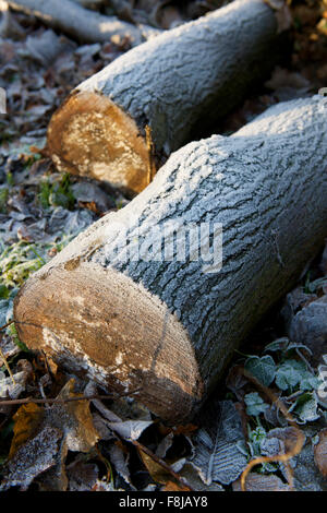 Frostigen Haufen von Baumstämmen im winter Stockfoto