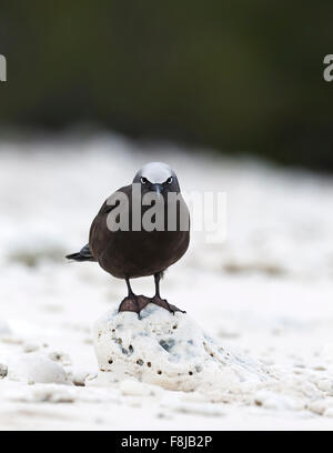 White gekappt Noddy (Anous Minutus) steht am Stück Koralle, Great Barrier Reef, Lady Elliot Island, Queensland, Australien Stockfoto