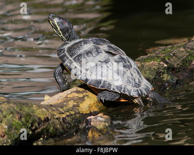 Rot-eared Slider Schildkröte oder Red eared Sumpfschildkröte (ist Scripta Elegans), exotische Ausbrecher, fotografiert in einem niederländischen park Stockfoto