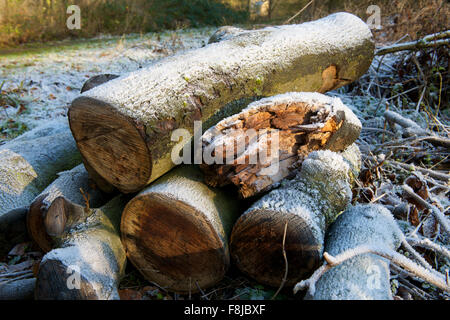 Frostigen Haufen von Baumstämmen im winter Stockfoto