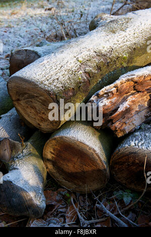 Frostigen Haufen von Baumstämmen im winter Stockfoto