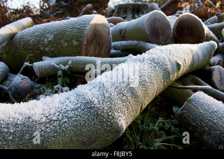 Frostigen Haufen von Baumstämmen im winter Stockfoto