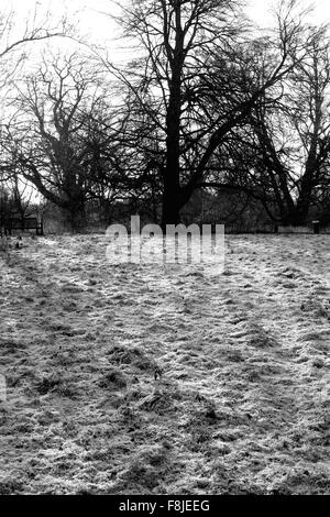 Am frühen Morgen frost an einem hellen kalten Wintertag Stockfoto