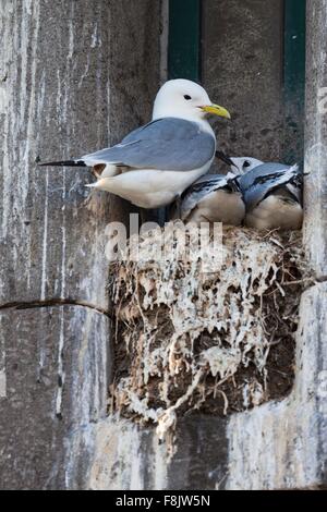 Familie Schwarz-legged Dreizehenmöwen (Rissa Tridactyla) im Nest auf Kante des Gebäudes Stockfoto
