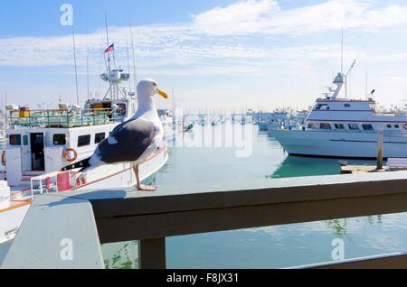 Shelter island Marina in Point Loma, San Diego, Kalifornien, Vereinigte Staaten von Amerika. Ein Blick auf eine Möwe und einige Stockfoto