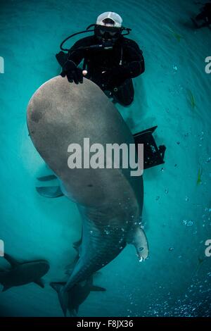 Erhöhte Ansicht der Scuba Diver streicheln Tigerhaie Nase, nördlichen Ufer der Bahamas, Bahamas Stockfoto