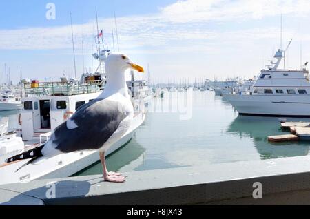 Shelter island Marina in Point Loma, San Diego, Kalifornien, Vereinigte Staaten von Amerika. Ein Blick auf eine Möwe und einige Stockfoto