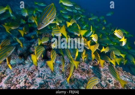 Blau gestreifte Schnapper Futtersuche Meeresboden, Cocos Island, Costa Rica Stockfoto