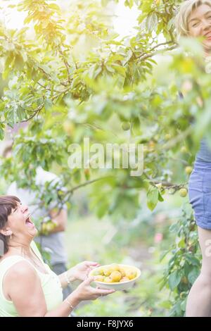Ältere Frau und Tochter lachen während Pflaumen pflücken im Obstgarten Stockfoto