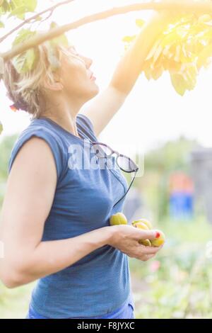 Frau Kommissionierung Pflaumen vom Baum im Sonnenlicht Stockfoto