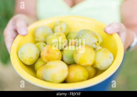 Nahaufnahme von senior Frau Hände halten gelbe Schale mit gepflückten Pflaumen Stockfoto