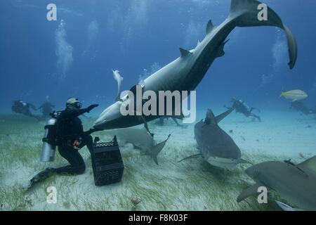 Unterwasser-Blick des Tauchers Tigerhai, nördlichen Ufer der Bahamas, Bahamas auf den Kopf gedrückt Stockfoto