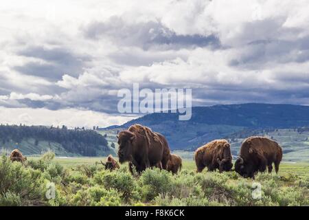 Amerikanische Bisons in Lamar Valley, Yellowstone-Nationalpark, Wyoming, USA Stockfoto