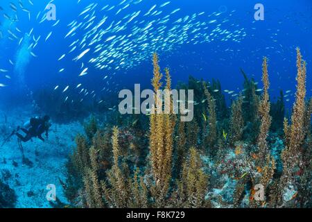 Unterwasser-Blick der Scuba Diver beobachten Schwarm der Sardinen schwimmen über Riff, Cabo Catoche, Quintana Roo, Mexiko Stockfoto