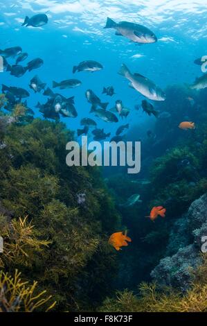 Unterwasser-Blick der Fischschwarm in Seetang Riff, Insel Guadalupe, Baja California, Mexiko Stockfoto