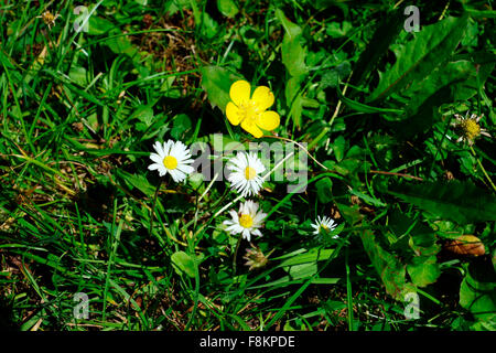 BUTTERCUP MIT GÄNSEBLÜMCHEN IM RASEN Stockfoto