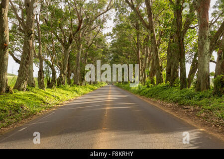 Berühmten Meile lange Allee Tunnel von Eukalyptusbäumen auf Maluhia Weg in die Stadt Koloa, Kauai, Hawaii Stockfoto