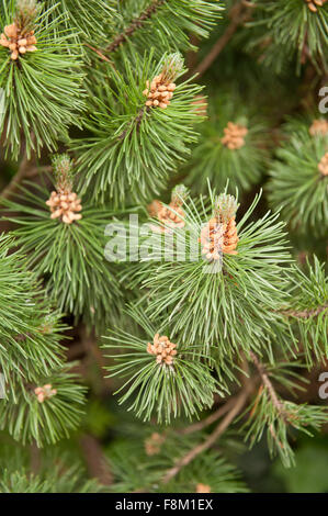 Pinus Mugo Pine Blüten im Mai, kleiner immergrüner Strauch, Latschenkiefer oder Creeping Kiefer, genannt Frühlingsblumen frischen hellen Braun Stockfoto