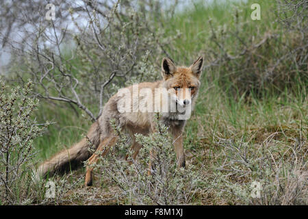 Schüchtern Rotfuchs / Rotfuchs (Vulpes Vulpes) steht zwischen den Büschen, sieht Sie vorsichtig, etwas warten. Stockfoto