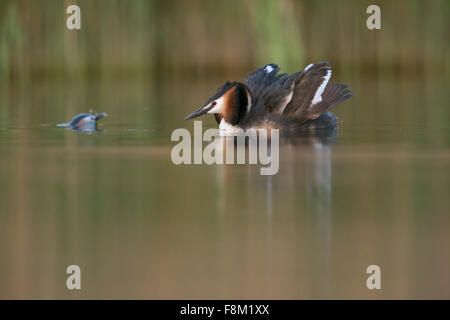 Haubentaucher / große Haubenmeise / Haubentaucher (Podiceps Cristatus) zeigt Katze, während Partner Oberflächen. Stockfoto