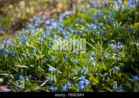 Scilla Siberica Blumen Bettwäsche, leuchtend blau blühende Pflanzen mit lebendigen Grün lässt Klumpen im Sonnenlicht, Asparagaceae Familie Stockfoto