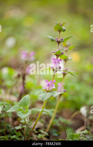 Lamium Maculatum gefleckte Blumen Makro, mehrjährige Pflanze Closeup in der Familie Lamiaceae, genannt gefleckte Taubnessel gesichtet Stockfoto