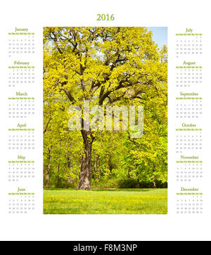 Kalender 2016 Frühjahr Eiche Baum mit lebendige grüne üppige Blätter wachsen im Park Wiese in Polen. Leuchtend grüne Laub Laubbaum Stockfoto