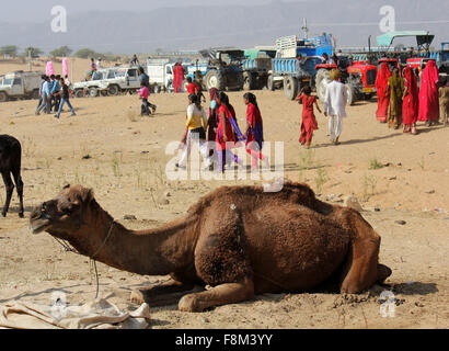 PUSHKAR, 28. November 2012: Camel sitzen auf dem Sand in Pushkar Camel Fair in Indien mit Menschen im Hintergrund, am 28. November 20 Stockfoto