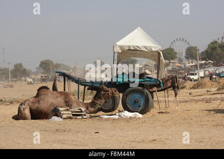 PUSHKAR, Indien - 28. November 2012: Camel geparkt in Pushkar, mit einem Wagen und das Riesenrad im Hintergrund, am 28. November 20 Stockfoto