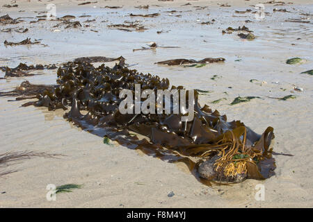 Meer-Gürtel, Sweet Wrack Wrack Zucker, Zucker Tang, Kelp, Zuckertang, Zucker-Riementang, Laminaria Saccharina, Saccharina latissima Stockfoto