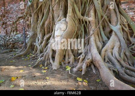 Thailand - Ayutthaya, Buddha Kopf mit Baumwurzeln überwachsen Stockfoto