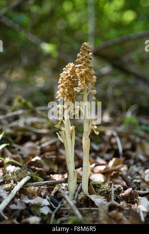 Neottia Nidus-Avis Vögel nisten Orchidee in Buchenholz Stockfoto