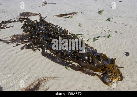 Meer-Gürtel, Sweet Wrack Wrack Zucker, Zucker Tang, Kelp, Zuckertang, Zucker-Riementang, Laminaria Saccharina, Saccharina latissima Stockfoto