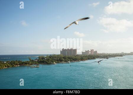 Erhöhten Blick auf Möwen fliegen in Nassau, Bahamas Stockfoto