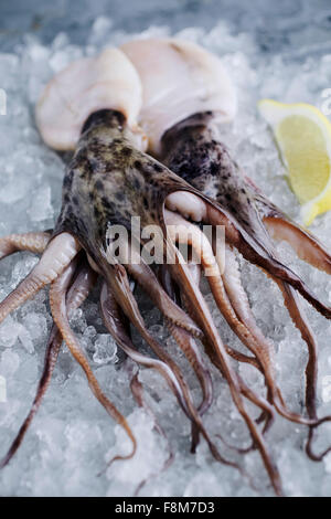 Meeresfrüchte Octopus. Ganz frischen, rohen Tintenfisch auf grauem