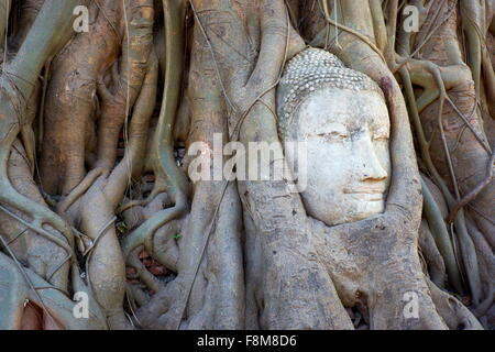 Thailand - Ayutthaya, Tempel Wat Mahathat, eine Buddha-Kopf mit Baumwurzeln überwachsen Stockfoto
