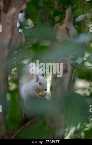 Albino Eichhörnchen entdeckt in Hastings, East Sussex, UK. Stockfoto