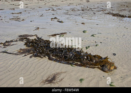 Meer-Gürtel, Sweet Wrack Wrack Zucker, Zucker Tang, Kelp, Zuckertang, Zucker-Riementang, Laminaria Saccharina, Saccharina latissima Stockfoto