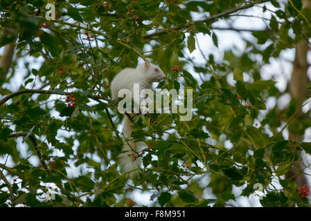 Albino Eichhörnchen entdeckt in Hastings, East Sussex, UK. Stockfoto