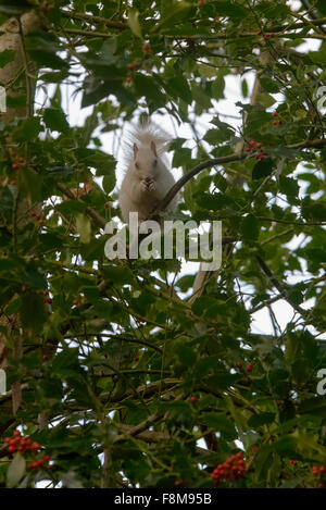 Albino Eichhörnchen entdeckt in Hastings, East Sussex, UK. Stockfoto