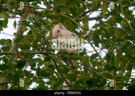 Albino Eichhörnchen entdeckt in Hastings, East Sussex, UK. Stockfoto