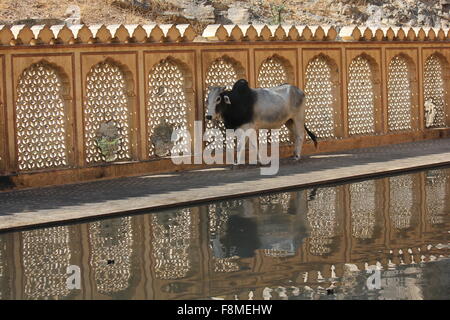 Jaipur, Indien, 30. November 2012: Galta Tempel (oder den Affen Tempel) und eine Kuh Stockfoto