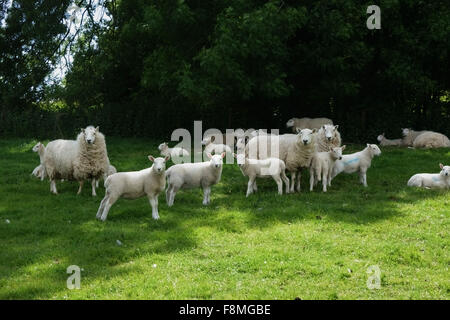 Cheviot Mutterschafe mit ihren Lämmern im Sommer Schutz im Schatten vor der Mittagssonne, Berkshire, Juni Stockfoto