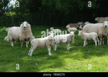 Cheviot Mutterschafe mit ihren Lämmern im Sommer Schutz im Schatten vor der Mittagssonne, Berkshire, Juni Stockfoto