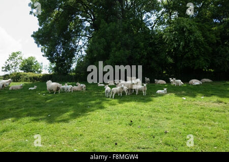 Cheviot Mutterschafe mit ihren Lämmern im Sommer Schutz im Schatten vor der Mittagssonne, Berkshire, Juni Stockfoto